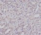 Anti-IKK gamma IKBKG Rabbit Monoclonal Antibody